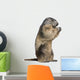 Alpine Marmot Marmota Marmota Wall Decal