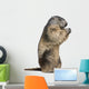 Alpine Marmot Marmota Marmota Wall Decal