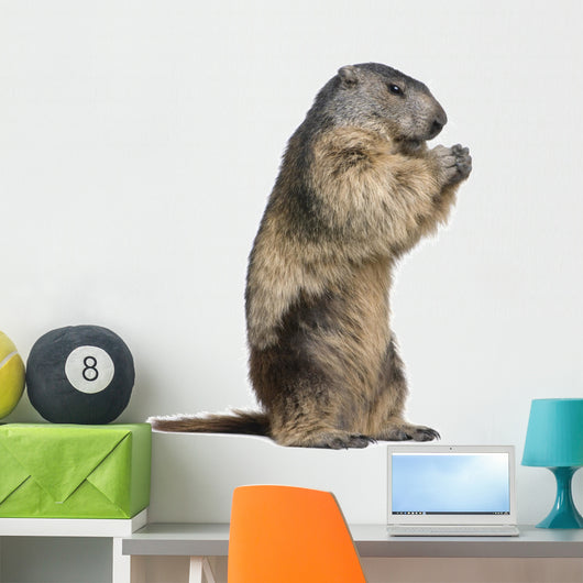 Alpine Marmot Marmota Marmota Wall Decal