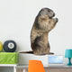 Alpine Marmot Marmota Marmota Wall Decal