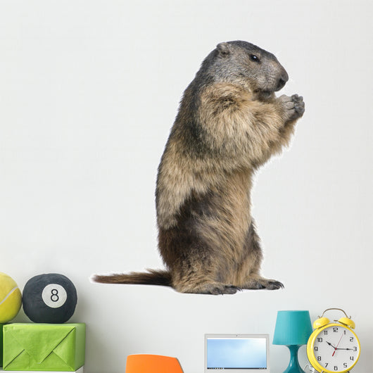 Alpine Marmot Marmota Marmota Wall Decal