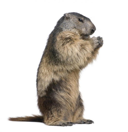 Alpine Marmot Marmota Marmota Wall Decal