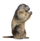 Alpine Marmot Marmota Marmota Wall Decal