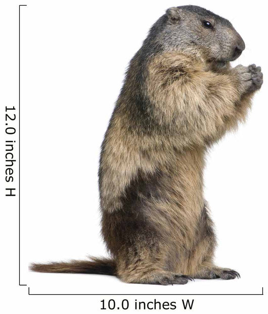 Alpine Marmot Marmota Marmota Wall Decal