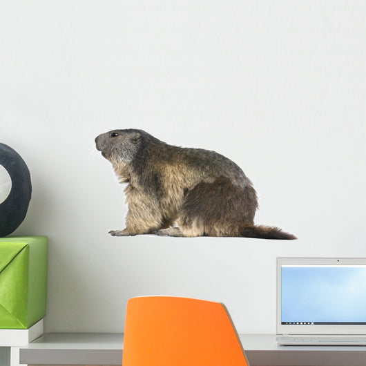 Alpine Marmot Wall Decal Design 1