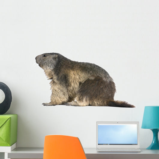 Alpine Marmot Wall Decal Design 1