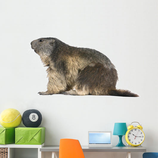 Alpine Marmot Wall Decal Design 1