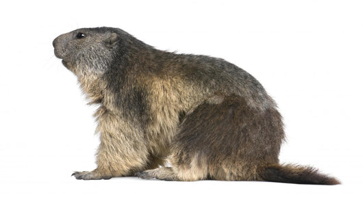 Alpine Marmot Wall Decal Design 1