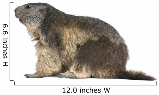 Alpine Marmot Wall Decal Design 1