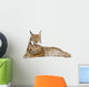 Eurasian Lynx - Lynx lynx (5 years old) Wall Decal