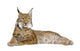 Eurasian Lynx - Lynx lynx (5 years old) Wall Decal