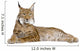 Eurasian Lynx - Lynx lynx (5 years old) Wall Decal