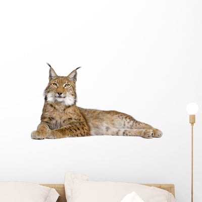 Eurasian Lynx Wall Decal shown on a wall