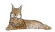 Eurasian Lynx Wall Decal