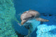 Dolphin Swimming Coral Reef Wall Decal