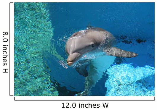 Dolphin Swimming Coral Reef Wall Decal