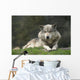 Gray Wolf Wall Decal