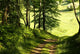 Spring Forest Wall Decal