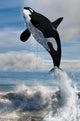 Orca Free Willy Wall Decal