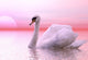 Swan Wall Decal