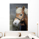 Brushing Horse Wall Decal