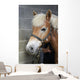 Brushing Horse Wall Decal