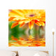 Closeup Photo Yellow Daisy-gerbera Wall Decal Design 1