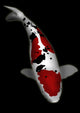 Taisho Sanke Koi Wall Decal