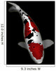 Taisho Sanke Koi Wall Decal