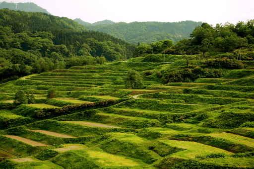 Stepped Rice Paddies Wall Decal