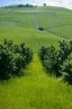 Vineyards Wall Decal