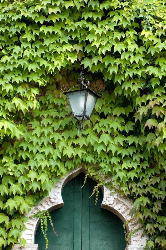 Green Entry Wall Decal