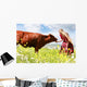Happy Girl Feeding Cow Wall Decal