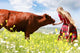 Happy Girl Feeding Cow Wall Decal
