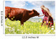 Happy Girl Feeding Cow Wall Decal