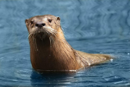 Nosy Otter Wall Decal