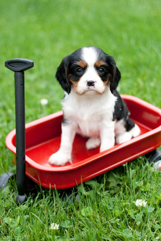Cavalier King Charles Puppy Wall Decal