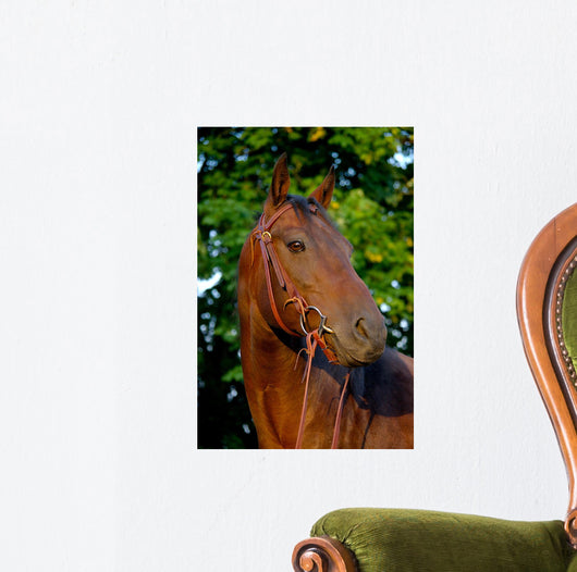 Portrait Quart Er Mare Wall Decal
