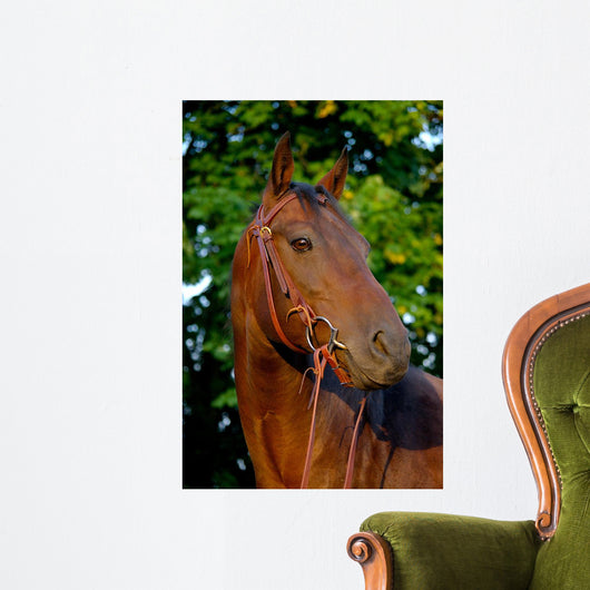 Portrait Quart Er Mare Wall Decal