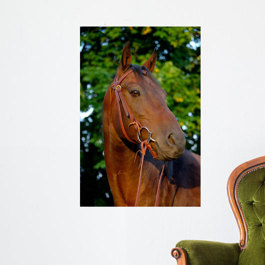Portrait Quart Er Mare Wall Decal