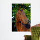 Portrait Quart Er Mare Wall Decal