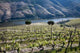Vignoble Dans Le Douro Wall Decal