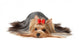 Show Class Yorkshire Terrier Wall Decal