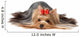 Show Class Yorkshire Terrier Wall Decal