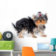 Soaking Wet Yorkshire Terrier Wall Decal