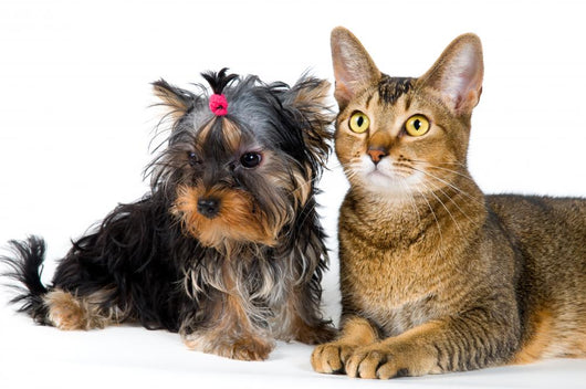 Puppy and Cat Studio Wall Decal Design 2