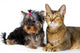 Puppy and Cat Studio Wall Decal Design 2