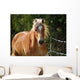 Haflinger Wall Decal