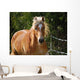 Haflinger Wall Decal