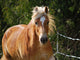 Haflinger Wall Decal
